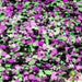 Bane | Glitter from The Glitter Guy