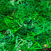 Basilisk | Glitter Shape from The Glitter Guy