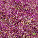 Best Day Ever | Glitter from The Glitter Guy