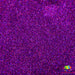 Mim | Glitter from The Glitter Guy