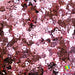 Rose Gold Heart Throb | Glitter Shape from The Glitter Guy