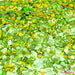 Spruce Willis | Glitter from The Glitter Guy